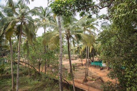 Arambol Arbour