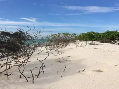 Rasdhoo Coralville