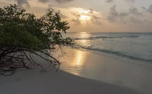 Rasdhoo Coralville