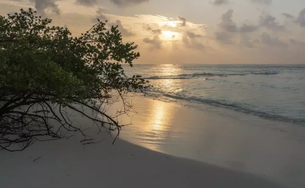 Rasdhoo Coralville