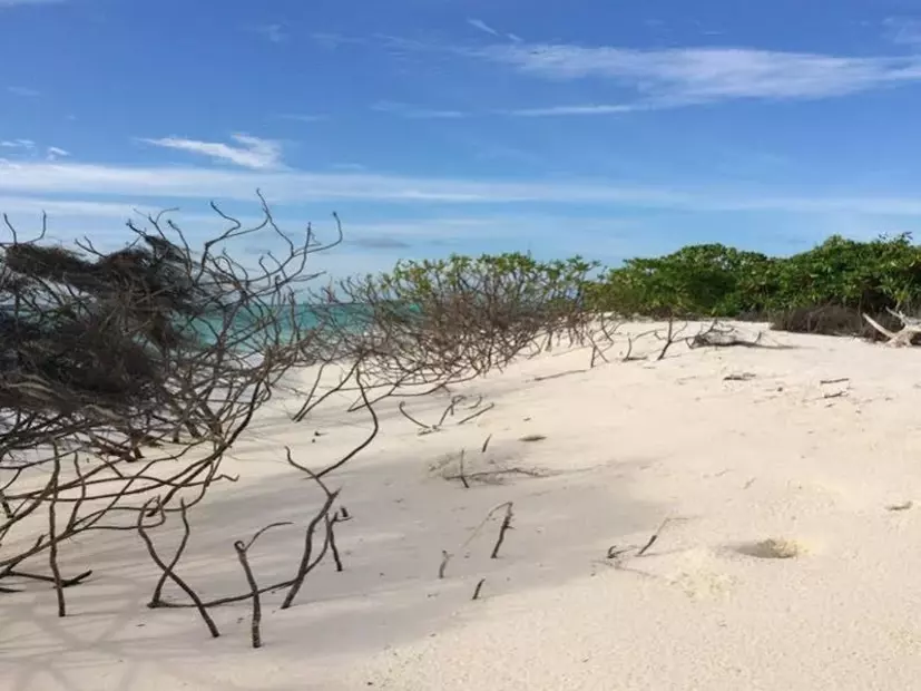 Rasdhoo Coralville